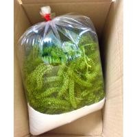 ราคา สาหร่ายพวงองุ่น กรีนคาเวียร์ (19171307875)