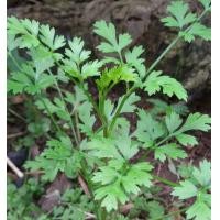 ราคา เมล็ดหอมแย้ ซอง300เมล็ด มีชื่อเรียกอื่นว่าผักหอมแย้ยำแย้ ลำแย้ ผักสะแงะแสงะอีแงะ ผักชีไร่ (9211448102)