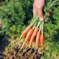 ราคา เมล็ดพันธุ์ แครอทจิ๋ว แครอทเบบี้ Little Fingers Carrot Seed บรรจุ 2000 เมล็ด เมล็ดพันธุ์พืช เมล็ดพันธุ์ผัก เมล็ดพันธุ์ดอกไม้ ของแท้ (789422912)