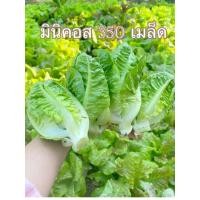 ราคา เมล็ดผักสลัด กรีนมินิคอส Minicos งอกดีมีคู่มือการปลูก ผักอินทรีย์ เมล็ดพันธ์ุ สลัดรวม เมล็ดผัก 350 เมล็ด (7860845101)