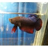 ราคา ปลากัดเก่งอินโด หนังดี เขี้ยวดี (17383238855)