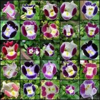 ราคา เมล็ดแววมยุรา คละสี 200 เมล็ด 50 บาท (7071748034)