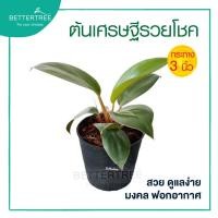 ราคา ต้นเศรษฐีรวยโชค หรือเรดคองโก กระถาง 3 นิ้ว ต้นไม้มงคล ต้นไม้ฟอกอากาศ ต้นไม้ (18572221671)