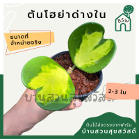 ราคา โฮย่าหัวใจใบด่างใน 2 3 ใบ หัวใจทศกันต์ ใบด่างใน มาในกระถางพร้อมตั้ง ไม้รำไรออกดอกสวย ออกดอกเก่ง (14559397550)
