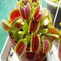ราคา ฟรีชุดเพาะ ไม้กินแมลง กาบหอยแครงปากแดง Venus flytrap 30 seeds Funny Plant Venus Flytrap Seeds Fly Trap Dionaea Muscipula Carnivorous Plants Funny Balcony Garden Plants เมล็ดกาบหอยแครง แดง ฟันฉลาม (469
