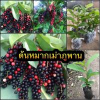 ราคา สุดคุ้มชุด 3 ต้น ต้นกล้าหมากเม่า มะเม่าหลวงภูพาน เพาะเมล็ด ต้นกล้าแข็งแรง สมบูรณ์ ต้นกล้าเจริญเติบโตได้ดีทุกพื้นที่ พร้อมปลูก (14962663365)
