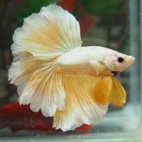 ราคา ขายดี เกรดA ส่งออก ปลาสวยงาม ปลากัด ฮาฟมูน เกรดส่งออก สีสดใส แข็งแรง (16764564357)