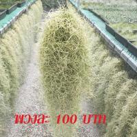 ราคา เคราฤาษี หนวดฤาษี มอสสเปน ไม้ฟอกอากาศ ไม้มงคล ไม้ประดับ ไม้รากอากาศ ดักฝุ่น ดูดความชื้นในบ้าน ไม่ใช่ดินในการปลูก (10560652069)