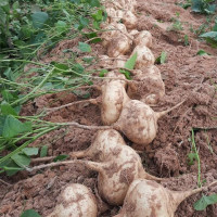 ราคา เมล็ดพันธุ์ มันแกว มันแกวตะเภา 300 เมล็ด (17132489315)