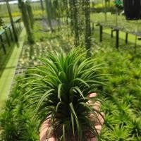 ราคา ทิลแลนเซีย รากอากาศ Tillandsia Ionantha หัวขนาดใหญ่ เกรดส่งออก (10181646874)