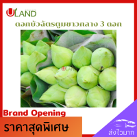 ราคา Uland ดอกบัวฉัตรขาวตูม ขนาดกลาง 3 ดอก ดอกบัวขาว ดอกบัวไหว้พระ ดอกบัวประดับตกแต่ง ดอกบัวสำหรับพับ สวยงาม (9633231435)
