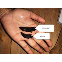 ราคา ลูกไล่ปลากัด 3ตัว49บาทไม่ขายแยก ตัวเมียตัวเล็ก ไม่เหมาะสำหรับทำแม่พันธุ์ (17554740788)