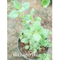 ราคา ต้นออริกาโน ออร์แกนิค OREGANO กระถาง 4 นิ้ว (17333042570)