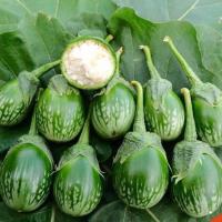 ราคา เมล็ดพันธุ์ เมล็ดมะเขือเปราะ ลายคางกบ มะเขือลายคางกบ 90 1100 เมล็ด ปลูกง่าย ผลผลิตดี 10 แถม 1 คละได้ (18505747375)