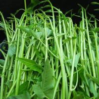 ราคา เมล็ดพันธุ์ ผักบุ้งแก้ว ผักบุ้งเย็นตาโฟ ผักบุ้งไทย 1000 เมล็ด 10 เเถม 1 คละได้ (9471935837)