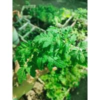 ราคา ต้นกล้ามะเขือเทศเตี้ย ไทนี่ ทิม Tiny Tim Tomato สีแดงอร่อย หวาน กรอบ สวยงามมีราคา กล้าละ 19บาท (16169424662)
