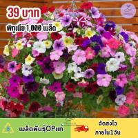 ราคา เมล็ดพันธุ์ ดอกพิทูเนียคละสี1000 เมล็ด (18431592727)