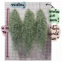 ราคา เคราฤาษี หนวดฤาษี spanish moss (790606896)