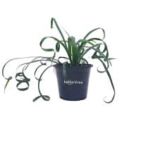 ราคา ต้นว่านเศรษฐีกอบทรัพย์ กระถางขนาด 5 นิ้ว ต้นไม้มงคล ต้นไม้ ต้นไม้ในร่ม plant (7603356539)