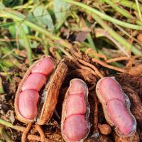 ราคา เมล็ดพันธุ์ ถั่วลิสง พันธุ์ถั่วดิน กบินทร์ ตัวเลือก 300 เมล็ด 10 แถม 1 คละได้ (11290966226)