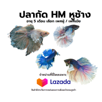 ราคา ปลากัดหูช้าง HM ครีบใหญ๋ โตเต็มวัย สามารถเลือกเพศได้ รับประกันสินค้า (17504951836)