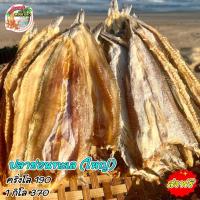 ราคา ปลาช่อนทะเล ปลาช่อนทะเลตากแห้ง ไซส์ใหญ่ ไม่เค็ม อร่อย สดใหม่ ของดีเมืองประจวบฯ (18316831751)