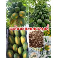 ราคา ซื้อ 5 แถม 1 เมล็ดพันธุ์มะละกอเรดเลดี้ ราชาแห่งมะละกอ สายพันธุ์ เรดเลดี้786 จำนวน 50 60 เม็ด ซอง ต้นเตี้ยลูกดก (17363418744)