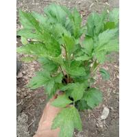 ราคา ต้นพันธุ์ จิงจูฉ่าย White mugwort จิงจูฉ่าย (8965570971)