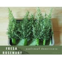 ราคา โรสแมรี่ตัดยอดสด fresh rosemary 100 กรัม (11179866095)