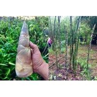 ราคา 100 เมล็ด เมล็ดพันธุ์ ไผ่บงหวาน Bambusa Sp ไผ่หวาน ไผ่ตงหวาน เมล็ดไผ่ พืชเศรษฐกิจ หน่อไม้ ไผ่ ไม้ไผ่ (7525502843)