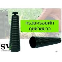 ราคา กรวยครอบผักกุยช่าย แพ็ค 10 กรวย ระถางครอบผักกุยช่ายขาว กระถางพลาสติก สำหรับปลูกกุยช่ายขาว (16367404177)