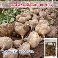 ราคา เมล็ดพันธุ์ มันแกว มันแกวตะเภา 300 เมล็ด (17132514580)