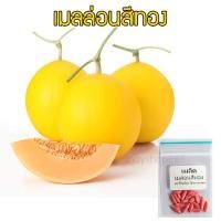 ราคา เมล็ดพันธุ์ เมล่อนสีทอง ควีน เนื้อส้ม เมล่อนสีทอง Melon Gold 20 เมล็ด 10 แถม 1 คละได้ (7932265902)