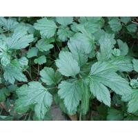 ราคา ต้นพันธุ์จิงจูฉ่าย พร้อมปลูก ใน ถุงดำ 39 บาท (7666817774)