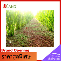 ราคา Uland แหนแดง โตเต็มวัย 100 200 กรัม Mosquito fern แหนแดงสด คัดพิเศษต้นสีสวย สีแดงสวย (7849008392)