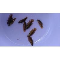 ราคา ปลากัดป่าแม่พันธุ์ ตัวใหญ่ คุณภาพพร้อมผสม นำไปเพาะพันธุ์ได้เลย ตัวเมียอีสาน1ตัว ใหญ่ รับประกันสินค้า100 (19278663084)