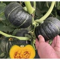 ราคา เมล็ดพันธุ์ ฟักทองญี่ปุ่น ฟักทองพวงญี่ปุ่น สีเขียว 12 เมล็ด 10 แถม 1 คละได้ (9875061051)