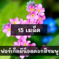 ราคา เมล็ดพันธุ์ ฟอร์เก็ตมีน็อต ดอกสีชมพู 100 เมล็ด Chinese Forget me not เมล็ดพันธุ์แท้ นำเข้าจากต่างประเทศ (7902406045)