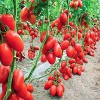 ราคา เมล็ดพันธุ์ มะเขือเทศราชินี มะเขือเทศ เชอรี่ สีแดง ทานสดตัวเลือก 9 110 เมล็ด 10 เเถม 1 คละได้ (8796958375)