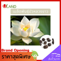 ราคา Uland เมล็ดพันธุ์บัวหลวงขาว 1 เมล็ด เมล็ดบัวหลวง บัวหลวงขาวดอกใหญ่ เมล็ดดอกบัว ดอกบัวไหว้พระ บัวหลวง (9000814533)