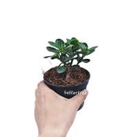 ราคา ช้อนเงินช้อนทองแคระ กระถาง4 นิ้ว ต้นไม้มงคล ต้นไม้ในร่ม ต้นไม้ ต้นไม้เล็กๆ ต้นไม้ฟอกอากาศ (7415530443)