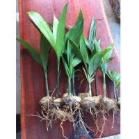 ราคา ต้นหมาก หมากเคี้ยว หมากทานได้ ขายเป็นชุดๆ ละ 10 ต้น 100 บาท (7099566341)