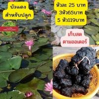 ราคา หัวบัวแดง บัวกินสาย สำหรับปลูก หัวละ25บาท ปลูกง่ายแค่โยนลงน้ำ ได้ลึกถึง6เมตร หรือจะปลูกในกล่องในโอ่งเป็นไหมบัวไว้กินเป็นผัก คุณค่าอาหารสูง เหง้าบัว เหง้าบัวแดง บัวแดง (15324038167)