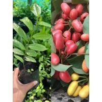 ราคา ต้นหมากผีผ่วน 3ต้น100 ต้นนมควาย ผลไม้ป่าหากินอยากต้นหมากผิผ่วน หมากนมควาย ผลไม้พันธุ์ไม้หายาก (9821955883)