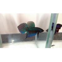 ราคา ปลากัดหางใบโพธิ์ ปลากัดมหาชัย ตัวผู้1 ตัว สีเขียว เกรดสวย (19089690394)