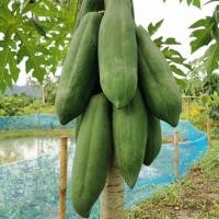 ราคา เมล็ดพันธุ์ มะละกอแขกดำ แขกดำเนิน มะละกอส้มตำ 120 เมล็ด 10 แถม 1 คละได้ (10731328260)