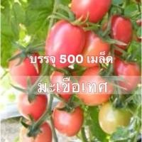 ราคา เมล็ดพันธุ์ เมล็ดมะเขือเทศ มะเขือเทศสีดา มะเขือเทศส้มตำ 500 เมล็ด (15520119121)