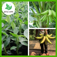 ราคา ต้นกล้าจากสวน ต้นกล้วยงาช้างพันธุ์แท้ F1 เพาะเนื้อเยื่อ ติดผลเยอะ เลี้ยงง่าย อร่อย ผลหวาน ต้นกล้าเขียวชอุ่ม (17610258177)