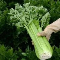 ราคา เมล็ดพันธุ์ คื่นฉ่ายฝรั่ง เซอราลี่ คื่นฉ่ายยักษ์ 5000 เมล็ด 10 เเถม 1 คละได้ (8787417405)