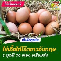 ราคา ไข่เชื้อไก่โร๊ดไอส์แลนด์ไวท์ อังกฤษ สำหรับการฟัก 10 ฟอง (8089259691)